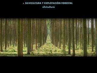 4. SILVICULTURA Y EXPLOTACIÓN FORESTAL
silvicultura
 