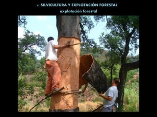 4. SILVICULTURA Y EXPLOTACIÓN FORESTAL
explotación forestal
 