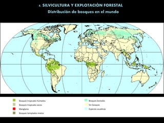 4. SILVICULTURA Y EXPLOTACIÓN FORESTAL
Distribución de bosques en el mundo
Bosques tropicales húmedos
Bosques tropicales secos
Manglares
Bosques templados mixtos
Bosques boreales
Sin bosques
Especies acuáticas
 