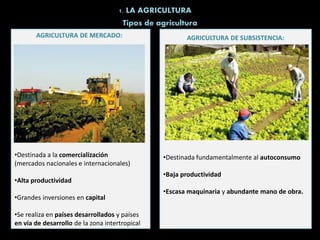 1. LA AGRICULTURA
Tipos de agricultura
AGRICULTURA DE MERCADO:
•Destinada a la comercialización
(mercados nacionales e internacionales)
•Alta productividad
•Grandes inversiones en capital
•Se realiza en países desarrollados y países
en vía de desarrollo de la zona intertropical
AGRICULTURA DE SUBSISTENCIA:
•Destinada fundamentalmente al autoconsumo
•Baja productividad
•Escasa maquinaria y abundante mano de obra.
 