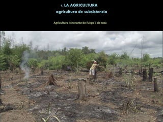 1. LA AGRICULTURA
Agricultura itinerante de fuego o de roza
agricultura de subsistencia
 