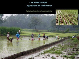 1. LA AGRICULTURA
Agricultura intensiva del sudeste asiático
agricultura de subsistencia
 