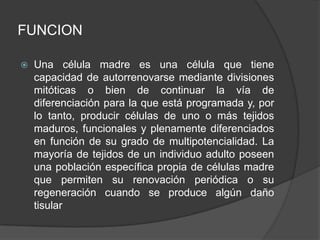 FUNCION
 Una célula madre es una célula que tiene
capacidad de autorrenovarse mediante divisiones
mitóticas o bien de continuar la vía de
diferenciación para la que está programada y, por
lo tanto, producir células de uno o más tejidos
maduros, funcionales y plenamente diferenciados
en función de su grado de multipotencialidad. La
mayoría de tejidos de un individuo adulto poseen
una población específica propia de células madre
que permiten su renovación periódica o su
regeneración cuando se produce algún daño
tisular
 
