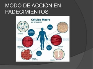 MODO DE ACCION EN
PADECIMIENTOS
 