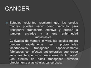 CANCER
 Estudios recientes revelaron que las células
madres pueden servir como vehículo para
transportar tratamiento efectivo y preciso a
tumores aislados y a una enfermedad
metastásica.
Cultivadas de manera in vitro, las células madre
pueden rápidamente ser programadas
insertándoles transgenes específicamente
fabricados con efectos antitumorales que creen
vehículos terapéuticos buscadores de tumores".
Los efectos de estos transgenes eliminan
directamente a las células cancerosas.
 
