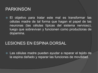 PARKINSON
 El objetivo para tratar este mal es transformar las
células madre de tal forma que hagan el papel de las
neuronas (las células típicas del sistema nervioso),
luego que sobrevivan y funcionen como productoras de
dopamina.
LESIONES EN ESPINA DORSAL
 Las células madre pueden ayudar a reparar el tejido de
la espina dañado y reparar las funciones de movilidad.
 