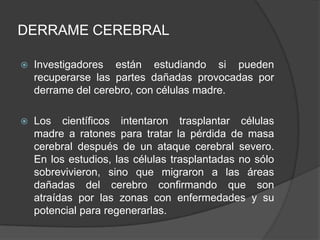 DERRAME CEREBRAL
 Investigadores están estudiando si pueden
recuperarse las partes dañadas provocadas por
derrame del cerebro, con células madre.
 Los científicos intentaron trasplantar células
madre a ratones para tratar la pérdida de masa
cerebral después de un ataque cerebral severo.
En los estudios, las células trasplantadas no sólo
sobrevivieron, sino que migraron a las áreas
dañadas del cerebro confirmando que son
atraídas por las zonas con enfermedades y su
potencial para regenerarlas.
 