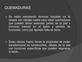 QUEMADURAS
 Se están estudiando técnicas basadas en la
terapia con células madre para tratar quemaduras
que pueden dañar extensas partes de la piel y
provocar marcas en el tejido y pérdida de
funciones, como por ejemplo falta de tacto.
 Estas células madre tienen la propiedad de poder
transformarse en keratinocitos, células de la piel
con funciones específicas que pueden regenerar
el tejido.
 