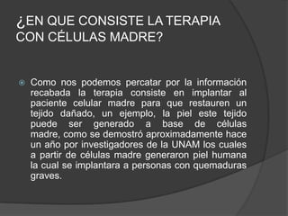 ¿EN QUE CONSISTE LA TERAPIA
CON CÉLULAS MADRE?
 Como nos podemos percatar por la información
recabada la terapia consiste en implantar al
paciente celular madre para que restauren un
tejido dañado, un ejemplo, la piel este tejido
puede ser generado a base de células
madre, como se demostró aproximadamente hace
un año por investigadores de la UNAM los cuales
a partir de células madre generaron piel humana
la cual se implantara a personas con quemaduras
graves.
 
