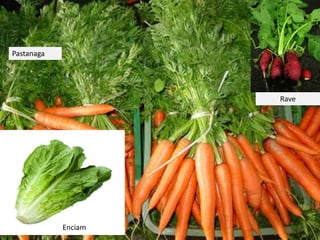 Enciam
Rave
Pastanaga
 