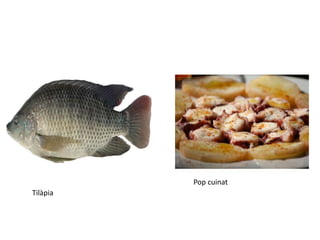 Tilàpia
Pop cuinat
 
