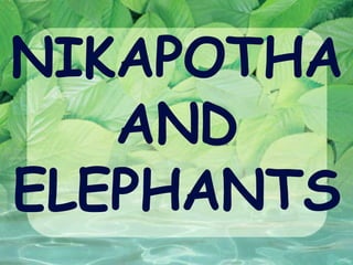 NIKAPOTHA   AND ELEPHANTS 