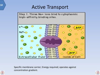 Active Transport
10
Specific membrane carrier; Energy required; operates against
concentration gradient.
 