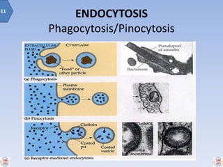 ENDOCYTOSIS
Phagocytosis/Pinocytosis
11
 