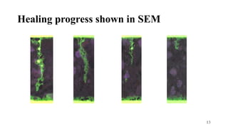 Healing progress shown in SEM
13
 
