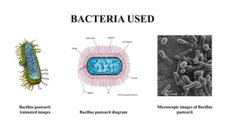 BACTERIA USED
Bacillus pasteurii
Animated images Bacillus pasteurii diagram
Microscopic images of Bacillus
pasteurii
 
