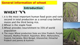 Seed production Technology | PPTX