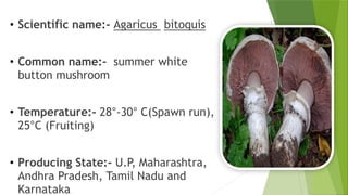 • Scientific name:- Agaricus bitoquis
• Common name:- summer white
button mushroom
• Temperature:- 28°-30° C(Spawn run),
25°C (Fruiting)
• Producing State:- U.P, Maharashtra,
Andhra Pradesh, Tamil Nadu and
Karnataka
 
