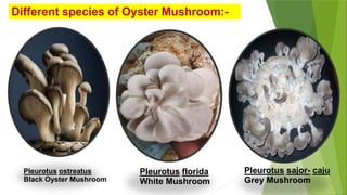 Pleurotus florida
White Mushroom
Pleurotus sajor- caju
Grey Mushroom
Pleurotus ostreatus
Black Oyster Mushroom
Different species of Oyster Mushroom:-
 
