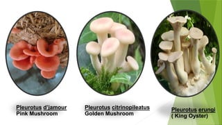 Pleurotus d’jamour
Pink Mushroom
Pleurotus citrinopileatus
Golden Mushroom
Pleurotus erungi
( King Oyster)
 