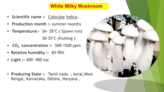 White Milky Mushroom
• Scientific name :- Calocybe indica.
• Production month :- summer months
• Temperature:- 26- 28°C ( Spawn run)
30-35°C (fruiting )
• CO2 concentration :- 500-1500 ppm
• Relative humidity :- 85-90%
• Light :- 500- 900 lux
• Producing State :- Tamil nadu , keral,West
Bengal, Karnataka, Odisha, Haryana ,
 