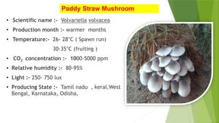 Paddy Straw Mushroom
• Scientific name :- Volvariella volvacea
• Production month :- warmer months
• Temperature:- 26- 28°C ( Spawn run)
30-35°C (fruiting )
• CO2 concentration :- 1000-5000 ppm
• Relative humidity :- 80-95%
• Light :- 250- 750 lux
• Producing State :- Tamil nadu , keral,West
Bengal, Karnataka, Odisha,
 