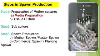Steps in Spawn Production
Step1: Preparation of Mother culture:
a) Media Preparation
b) Tissue Culture
Step2: Sub culture
Step3: Spawn Production:
a) Mother Spawn /Master Spawn
b) Commercial Spawn / Planting
Spawn
 
