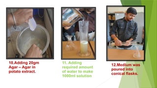 10.Adding 20gm
Agar – Agar in
potato extract.
11. Adding
required amount
of water to make
1000ml solution
12.
12.Medium was
poured into
conical flasks.
 