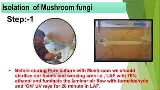 • Before staring Pure culture with Mushroom we should
sterilize our hands and working area i.e., LAF with 70%
ethanol and fumigate the laminar air flow with formaldehyde
and ‘ON’ UV rays for 20 minute in LAF.
Step:-1
Isolation of Mushroom fungi
 