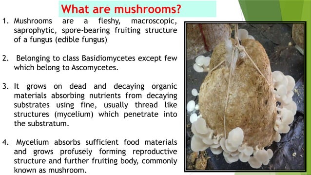 Mushroom Cultivation and Spawn Production technology | PPTX | Heart and ...
