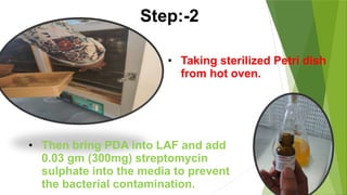 • Taking sterilized Petri dish
from hot oven.
• Then bring PDA into LAF and add
0.03 gm (300mg) streptomycin
sulphate into the media to prevent
the bacterial contamination.
Step:-2
 