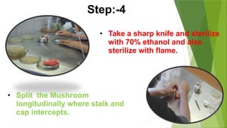 • Take a sharp knife and sterilize
with 70% ethanol and also
sterilize with flame.
• Split the Mushroom
longitudinally where stalk and
cap intercepts.
Step:-4
 
