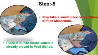 • Now take a small piece of mycelium
of Pink Mushroom.
• Place it in PDA media which is
already placed in Petri dishes.
Step:-5
 
