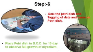 • Seal the petri dish and
Tagging of date and name on
Petri dish.
• Place Petri dish in B.O.D for 10 day
to observe full growth of mycelium.
Step:-6
 