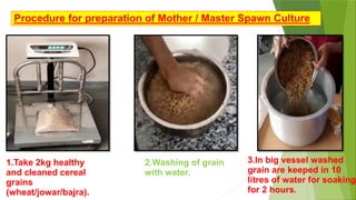 Procedure for preparation of Mother / Master Spawn Culture
1.Take 2kg healthy
and cleaned cereal
grains
(wheat/jowar/bajra).
2.Washing of grain
with water.
3.In big vessel washed
grain are keeped in 10
litres of water for soaking
for 2 hours.
 