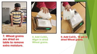 7. Wheat grains
are dried on
table to remove
extra moisture.
8. Add CaSO4
40gm in dried
Wheat grains.
9. Add CaCO3 10 gm in
dried Wheat grains.
 