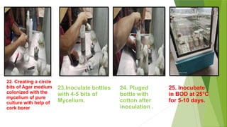 22. Creating a circle
bits of Agar medium
colonized with the
mycelium of pure
culture with help of
cork borer
23.Inoculate bottles
with 4-5 bits of
Mycelium.
24. Pluged
bottle with
cotton after
inoculation .
25. Inocubate
in BOD at 25°C
for 5-10 days.
 