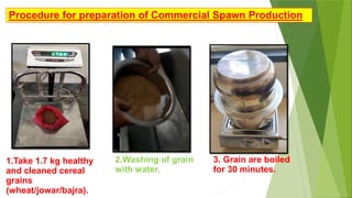 Procedure for preparation of Commercial Spawn Production
1.Take 1.7 kg healthy
and cleaned cereal
grains
(wheat/jowar/bajra).
2.Washing of grain
with water.
3. Grain are boiled
for 30 minutes.
 