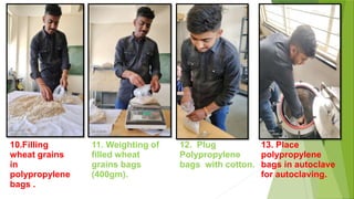 10.Filling
wheat grains
in
polypropylene
bags .
11. Weighting of
filled wheat
grains bags
(400gm).
12. Plug
Polypropylene
bags with cotton.
13. Place
polypropylene
bags in autoclave
for autoclaving.
 