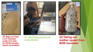 21. Sterilizing hand and
instruments.
20. Bags are kept
L.A.F chamber
under U.V. tube
for 20-30 minutes
before inoculation
22.Taking out
mother spawn from
BOD incubator
 