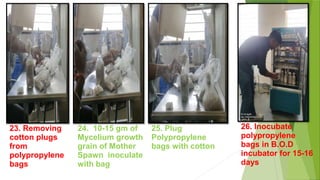 23. Removing
cotton plugs
from
polypropylene
bags
24. 10-15 gm of
Mycelium growth
grain of Mother
Spawn inoculate
with bag
25. Plug
Polypropylene
bags with cotton
26. Inocubate
polypropylene
bags in B.O.D
incubator for 15-16
days
 