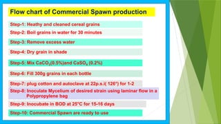 Step-1: Heathy and cleaned cereal grains
Step-2: Boil grains in water for 30 minutes
Step-3: Remove excess water
Step-4: Dry grain in shade
Step-5: Mix CaCO3(0.5%)and CaSO4 (0.2%)
Step-6: Fill 300g grains in each bottle
Step-7: plug cotton and autoclave at 22p.s.i( 126°) for 1-2
hr.
Step-8: Inoculate Mycelium of desired strain using laminar flow in a
Polypropylene bag
Step-9: Inocubate in BOD at 25°C for 15-16 days
Step-10: Commercial Spawn are ready to use
Flow chart of Commercial Spawn production
 