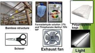 Formaldehyde solution 37%
and Thiophanate Methyl 70%
WP
Bamboo structure
Polypropylene
bags
Scissor Exhaust fan Light
 