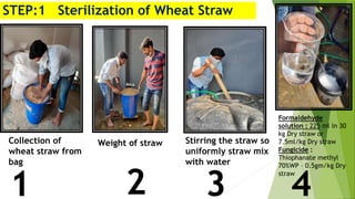 Collection of
wheat straw from
bag
Weight of straw Stirring the straw so
uniformly straw mix
with water
Formaldehyde
solution : 225 ml in 30
kg Dry straw or
7.5ml/kg Dry straw
Fungicide :
Thiophanate methyl
70%WP – 0.5gm/kg Dry
straw
1 2 3 4
STEP:1 Sterilization of Wheat Straw
 