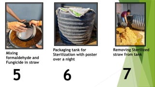 Packaging tank for
Sterilization with poster
over a night
Removing Sterilized
straw from tank
6 7
5
Mixing
formaldehyde and
Fungicide in straw
 