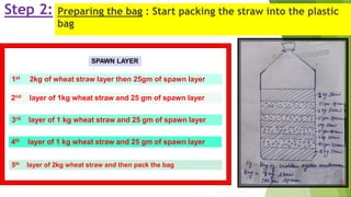 Step 2: Preparing the bag : Start packing the straw into the plastic
bag
1st 2kg of wheat straw layer then 25gm of spawn layer
2nd layer of 1kg wheat straw and 25 gm of spawn layer
3rd layer of 1 kg wheat straw and 25 gm of spawn layer
4th layer of 1 kg wheat straw and 25 gm of spawn layer
5th layer of 2kg wheat straw and then pack the bag
SPAWN LAYER
 