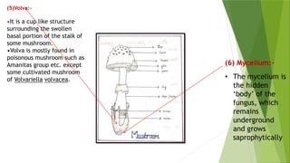 (5)Volva:-
•It is a cup like structure
surrounding the swollen
basal portion of the stalk of
some mushroom.
•Volva is mostly found in
poisonous mushroom such as
Amanitas group etc. except
some cultivated mushroom
of Volvariella volvacea.
(6) Mycelium:-
• The mycelium is
the hidden
‘body’ of the
fungus, which
remains
underground
and grows
saprophytically
 