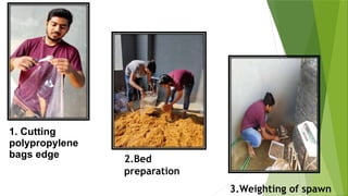 2.Bed
preparation
3.Weighting of spawn
1. Cutting
polypropylene
bags edge
 