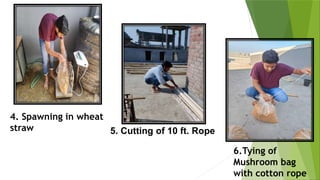 6.Tying of
Mushroom bag
with cotton rope
4. Spawning in wheat
straw 5. Cutting of 10 ft. Rope
 