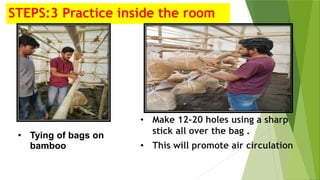 STEPS:3 Practice inside the room
• Make 12-20 holes using a sharp
stick all over the bag .
• This will promote air circulation
• Tying of bags on
bamboo
 